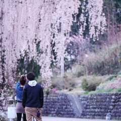 桜に魅かれる2人