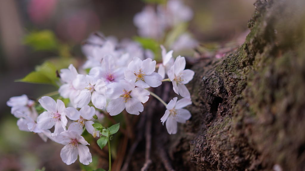 根付く花