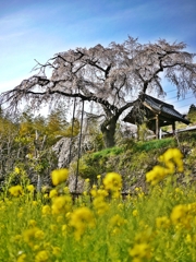 山の上の桜 at 地蔵禅院