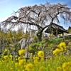 山の上の桜 at 地蔵禅院
