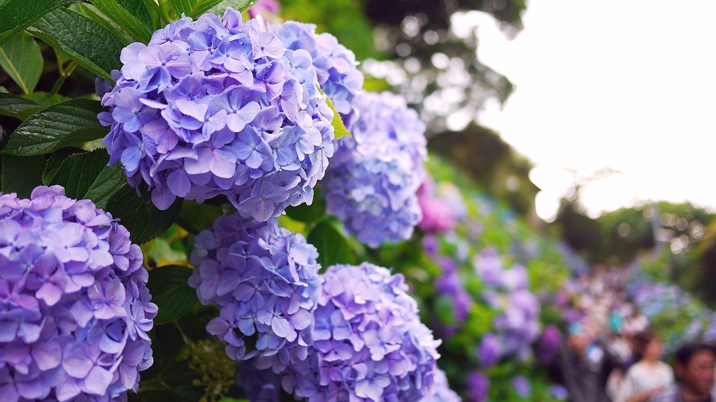 成就院の紫陽花