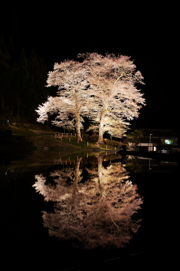 鏡桜