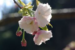 桜の花　IMGP0264