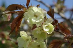 桜の花　IMGP0258