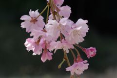 桜の花　IMGP0272