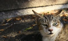 夏にあった猫