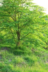 midoriの木