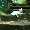 白い猫