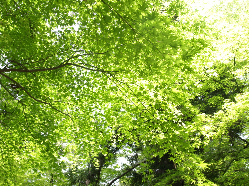 緑燦燦～初夏の宮島～