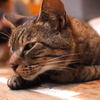 にゃんだこのやろー。