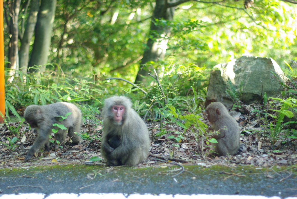 世界遺産にサル