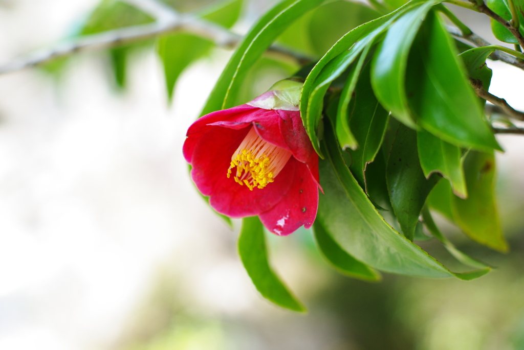 川の脇に咲いていたお花