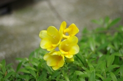 黄色い花