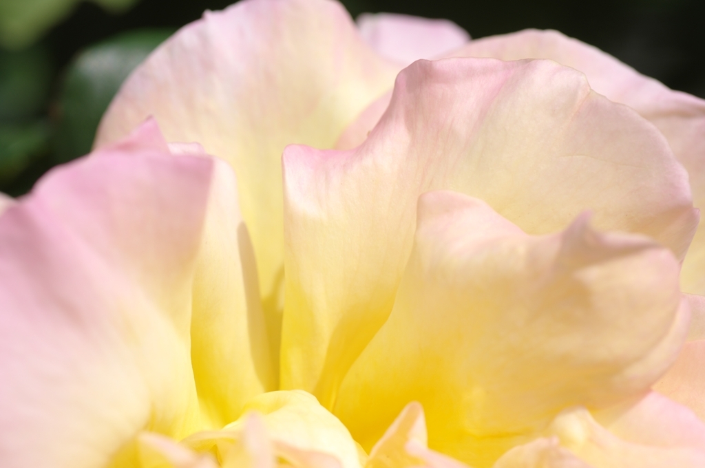 薔薇