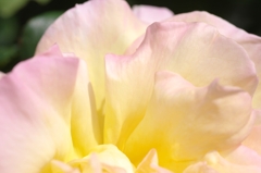 薔薇