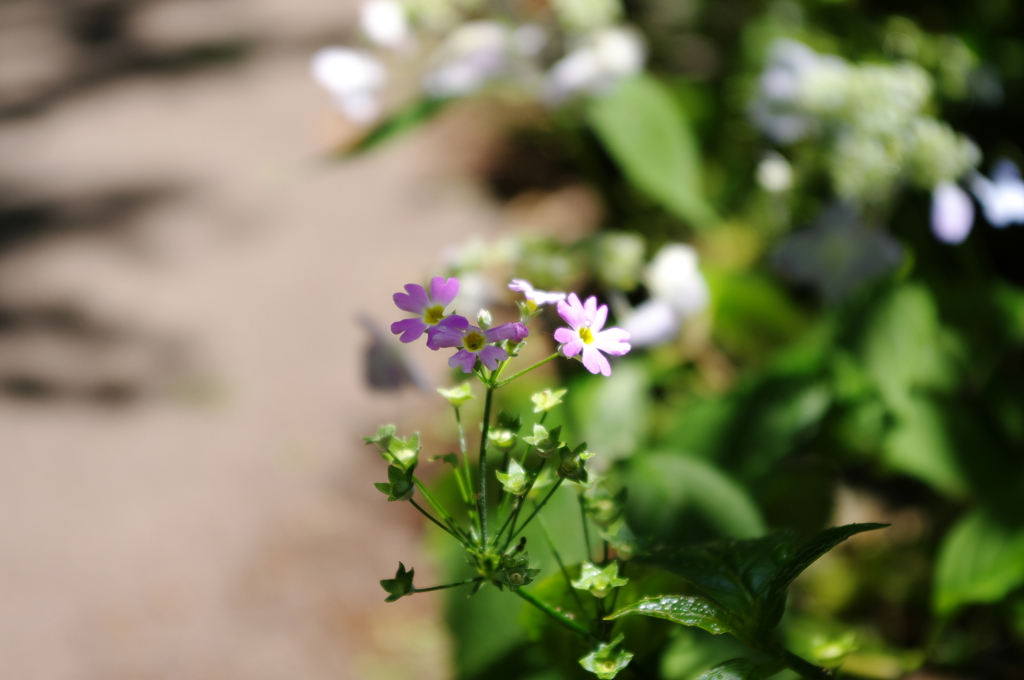 IMGP0519