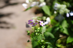 IMGP0519