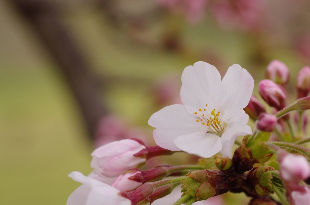 sakura
