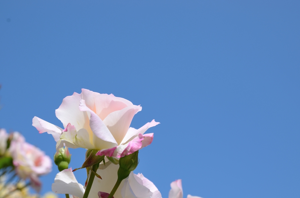 青空と薔薇