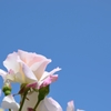 青空と薔薇