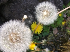 HTRDSCF2249