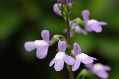 IMGP9170