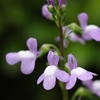 IMGP9170