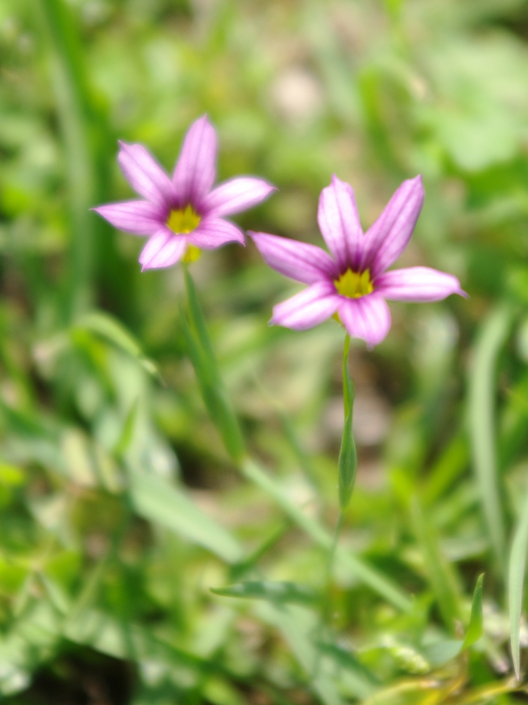 HTRIMGP1096