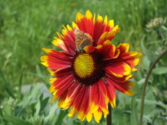 DSCF2471