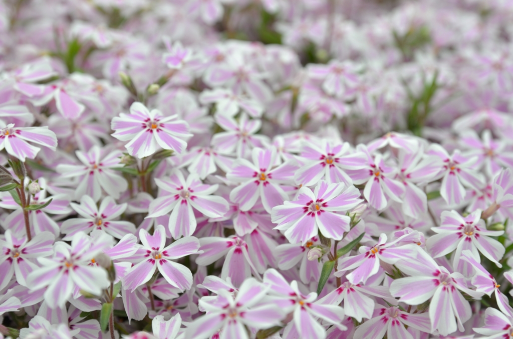 芝桜