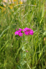 IMGP0371