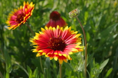 IMGP0365