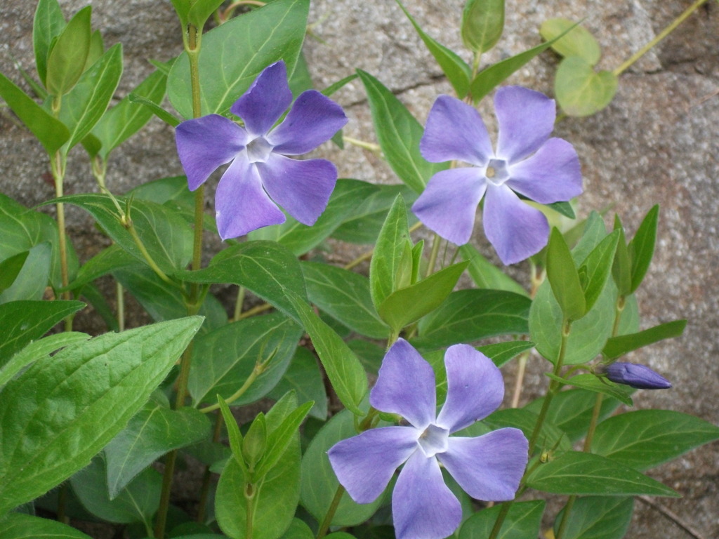 DSCF1535