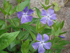 DSCF1535