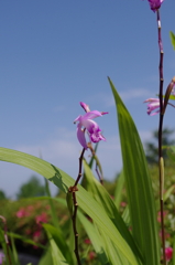 IMGP0395