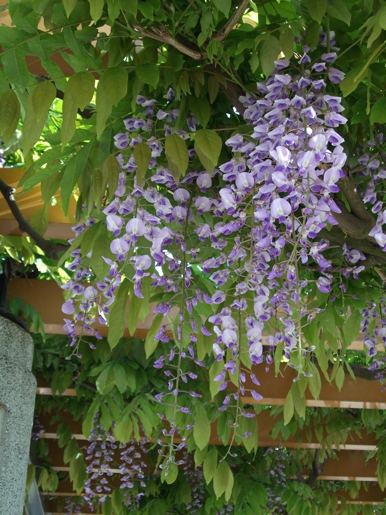DSCF2539