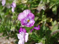 HTRIMGP1094