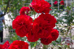 IMGP0374