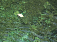 HTRDSCF3072