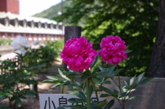 IMGP0480