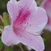 IMGP8126