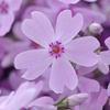 芝桜♪