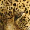 ヒョウ