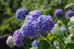 IMGP0418