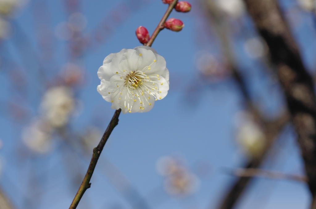梅かんざし