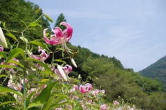 青空と自然の緑と一緒に♪