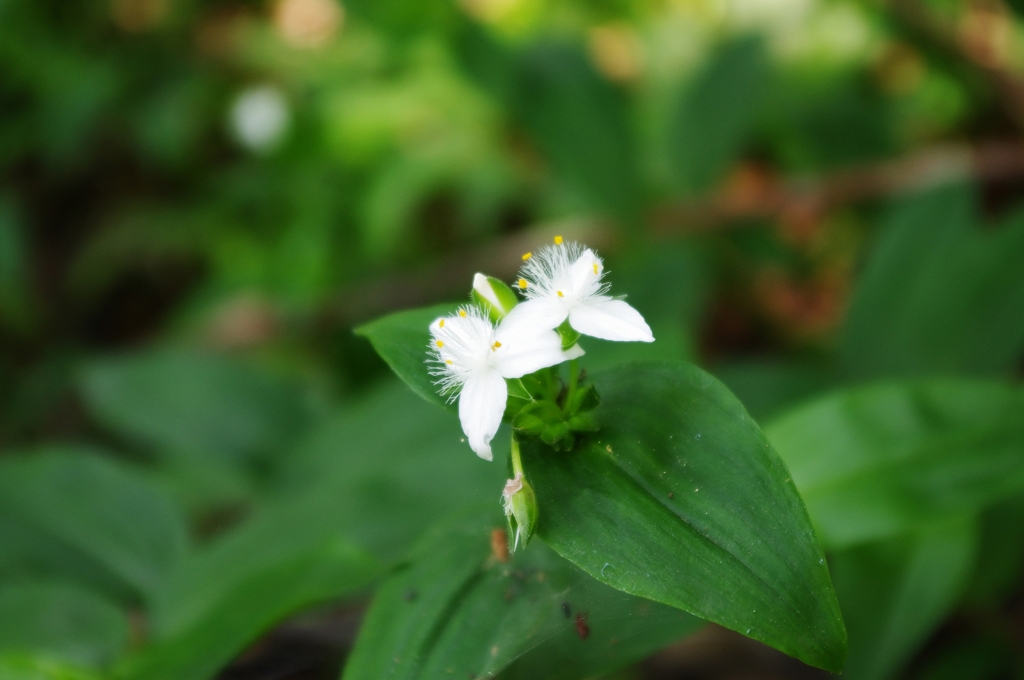 IMGP0815