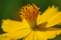 黄色の花
