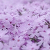 芝桜♪