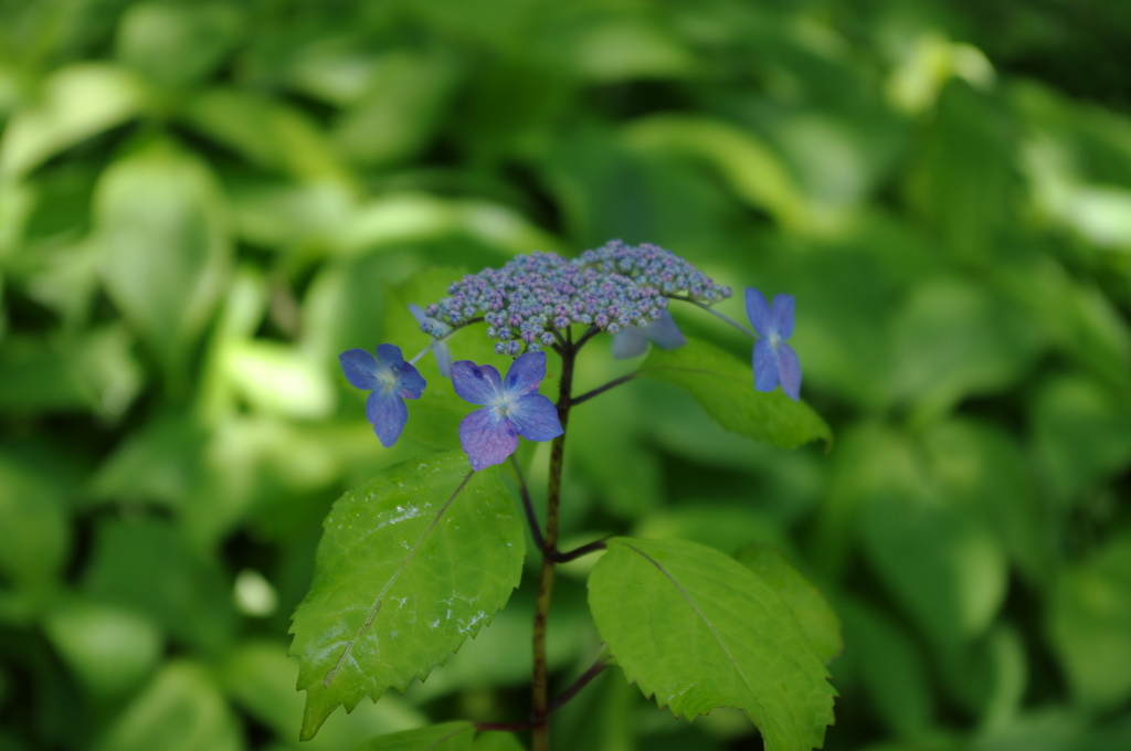 IMGP0502